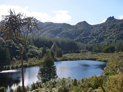 Killarney Lakes Waihou South Forest Feature Image 425 X 300 Pixels